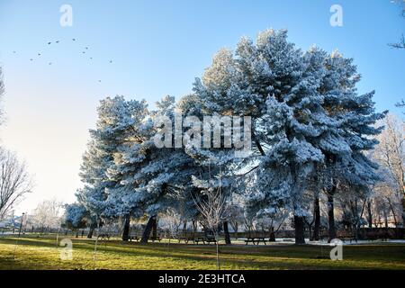 Giant trees covered with snow, flying in the blue sky on a winter evening. Benches in a picnic area in nature. Stock Photo