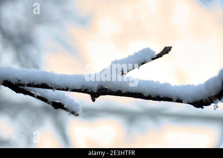 Macro view of ice crystals formed by cold on a tree branch. Selective focus of the ice with the background out of focus Stock Photo