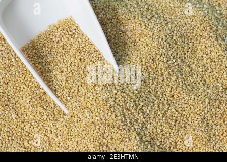 View of foxtail millet (also known as Italian millet) which is a healthy food for heart Stock Photo