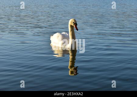 Female (Pen) Mute Swan on Higham Lake, Rushden Lakes near Irthlingborough, Higham Ferrers and Rushden, Northamptonshire, early morning in January. Stock Photo