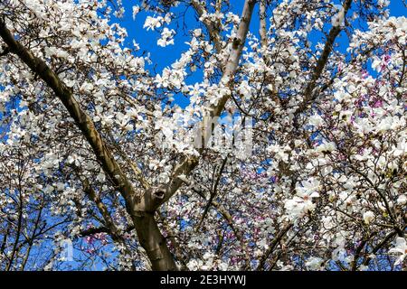 Magnolia x kewensis 'Wada's Memory' blossom flowering on a springtime tree branch with a blue sky which has a white flower during the spring season an Stock Photo