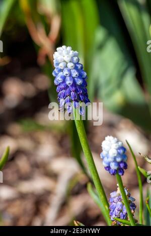 Muscari aucheri 'Ocean Magic' a spring flowering bulbous plant with blue white springtime flower commonly known as grape hyacinth, stock photo image Stock Photo