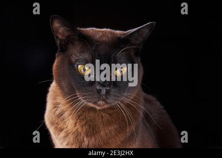 Close-up portrait of Brown Burmese Cat with Chocolate fur color and yellow eyes on black background. Stock Photo
