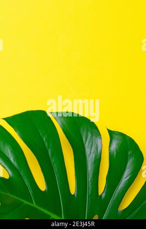 Tropical leaves Monstera on yellow background. Minimal summer tropical background Stock Photo