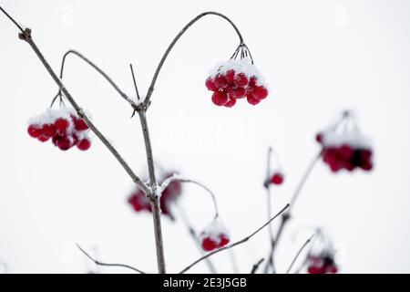 Frozen European rowan fruits are on branches, macro photo of red berries with selective focus, abstract winter natural photo Stock Photo