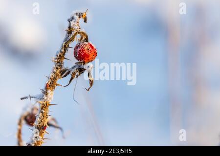 Fruit and dry thorny rosehip branch in winter season, close up photo with selective focus, abstract winter natural photo background Stock Photo