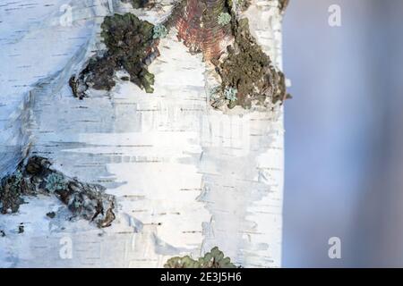 White bark of a birch tree with lichen, abstract natural photo background Stock Photo