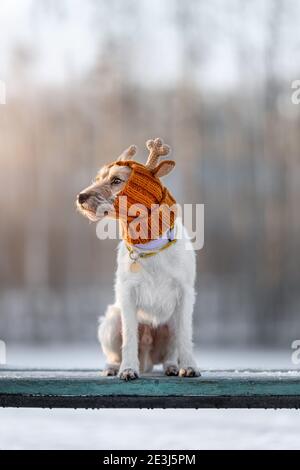 Portrait of young dog of parson russell terrier breed in knitted reindeer hat sitting on bench outdoors in winter Stock Photo