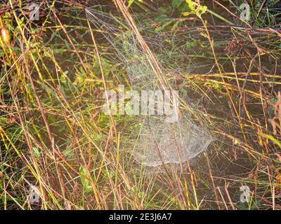 Spider Web at Sunrise: A platform shaped spider web shines in the morning sunshine on a summer day nestled into the stems and branches on a field Stock Photo