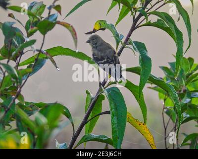 Bird on a branch: Finch hangs onto a green plant stem in the early morning with water droplets on the green leaves and spider web silk around Stock Photo