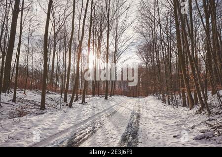 Road in beech forest during snowy winter at sunset. Stock Photo