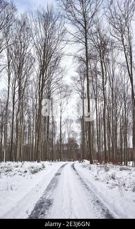 Road in beech forest during snowy winter. Stock Photo