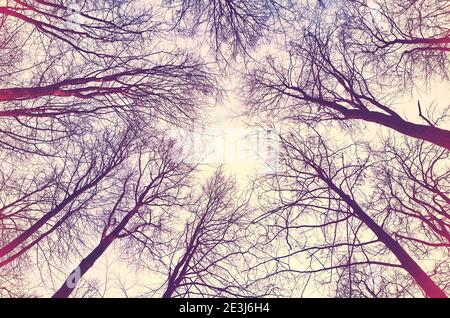 Looking up at trees in the woods, abstract colored background. Stock Photo