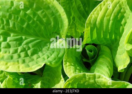 Hosta 'Shade Fanfare'. Plantain lily 'Shade Fanfare'. Llght green leaves with wide creamy white margins Stock Photo