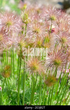 Pulsatilla vulgaris subsp. grandis. Greater Pasque Flower silky-plumed seed-heads Stock Photo