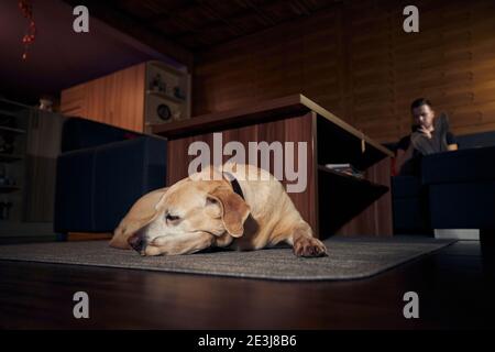 Domestic life with dog. Cute labrador retriever sleeping on carpet against man resting on sofa and using phone. Stock Photo