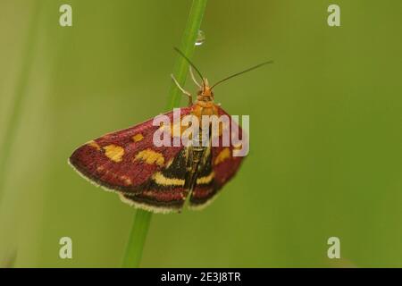 Close up of a common purple and gold moth, Pyrausta purpuralis Stock Photo