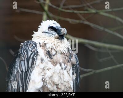 Close-up view of bearded vulture, Gypaetus barbatus, aka lammergeier or ossifrage, bird of prey living in eastern african and central asian regions Stock Photo