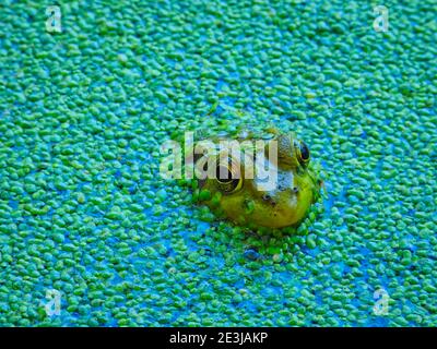 Frog in a pond: An extreme closeup of bullfrog sits looking away in a shallow pond filled with a duckweed growth on the surface Stock Photo