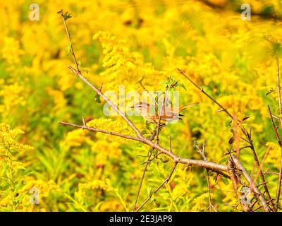 Common Yellowthroat Warbler Bird Perched on a Branch Near Goldenrod Wildflowers on a Summer in the Sunshine Stock Photo