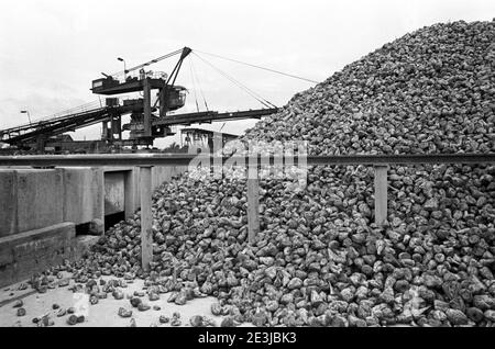30 November 1984, Saxony, Delitzsch: Sugar beets are processed in the Delitzscher sugar beet factory in the mid-1980s. Exact date of recording not known. Photo: Volkmar Heinz/dpa-Zentralbild/ZB Stock Photo