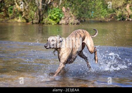 Adult brindled whippet runs through a river in the English countryside, Dorset, UK