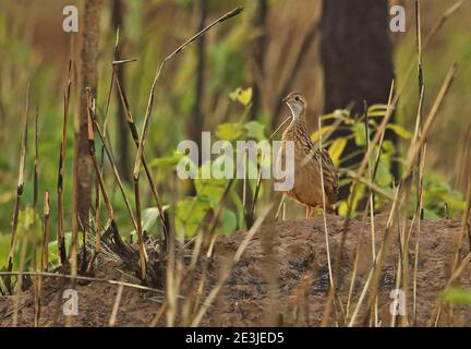 White-throated Francolin (Peliperdix albogularis buckleyi) adult standing on earth mound amid burnt vegetation   Mole NP, Ghana                     Fe Stock Photo