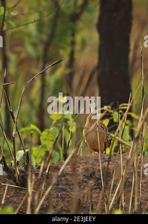 White-throated Francolin (Peliperdix albogularis buckleyi) adult standing on earth mound amid burnt vegetation calling  Mole NP, Ghana Stock Photo