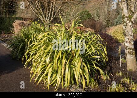 Winter Sun on an Evergreen Phormium 'Yellow Wave' Plant (New Zealand Flax Lily) Growing in a Garden in Rural Devon, England, UK Stock Photo