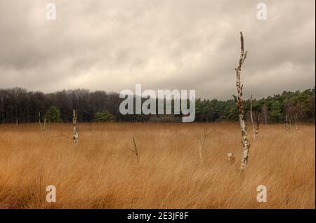 Drowning Birches in a swamp area, grown with Purple moor grass under a dark sky Stock Photo