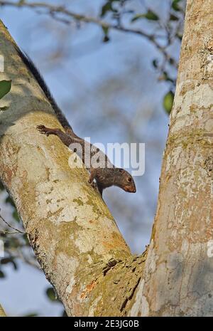 Gambian Sun Squirrel (Heliosciurus gambianus punctatus) adult clinging to trunk  Kakum NP, Ghana                     February Stock Photo