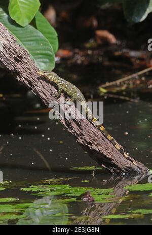 Ornate Monitor (Varanus ornatus) adult climbing dead branch  Ankasa Reserve, Ghana                     February Stock Photo