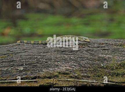 Ornate Monitor (Varanus ornatus) adult resting on dead trunk  Ankasa Reserve, Ghana                     February Stock Photo