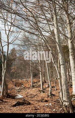 Forest landscape with fallen leaves on ground. Early spring in Dolomites Apls in sunny day, Italy Stock Photo