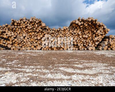 Tree trunks cut down by the tornado, cut and stacked waiting to be transported to the sawmill. Stock Photo