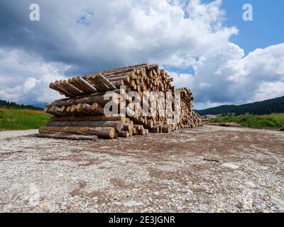 Tree trunks cut down by the tornado, cut and stacked waiting to be transported to the sawmill. Stock Photo