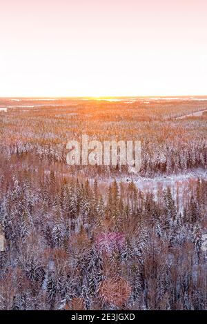 Snow covered winter forest view from drone during sunrise