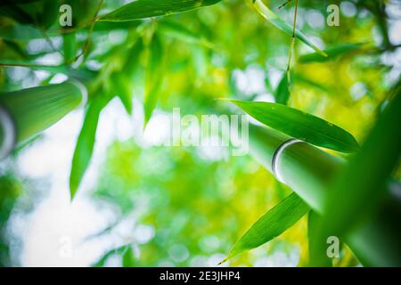 (Selective focus) Stunning view of a defocused bamboo forest during a sunny day. Arashiyama Bamboo Grove, Kyoto, Japan. Stock Photo