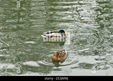 Ducks in the lake of Maksimir Park, Zagreb, Croatia Stock Photo