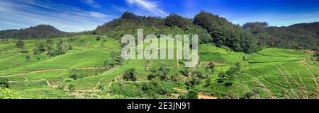 Tea plantations encroach on the remnants of native cloud forests, on the Central plateau, in Sri Lanka, 10 percent of the original rain forest area re Stock Photo