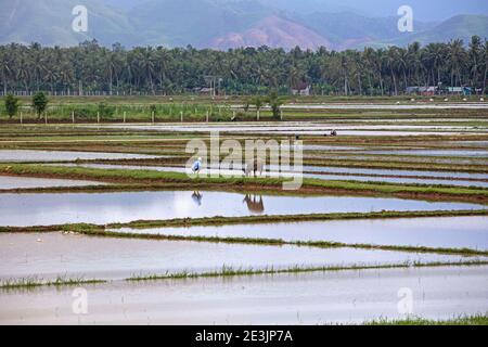 Rice fields / paddy field in the wet season around Hoi An / Fai-Fo / Faifoo, Quảng Nam Province, Central Vietnam Stock Photo