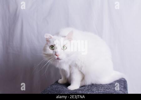 a white cat sits on an ottoman on a white background Stock Photo
