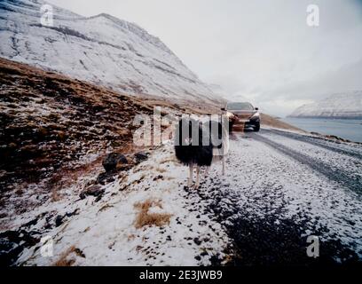 Black sheep in front of car on snowy winter road in the Faroe Islands Stock Photo