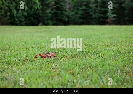 Baby deer bedded down in a field waiting for it's mother Stock Photo