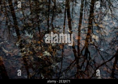 Trees are reflected in the water with leaves lying in the bottom Stock Photo
