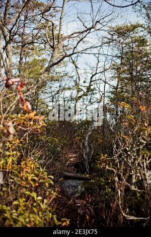Looking through the fall color on the trees into the hiking trail Stock Photo