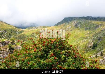 Alpine landscape with rowan tree in Gittaz area in Savoie, France. Clouds overcoming the mountains. Stock Photo