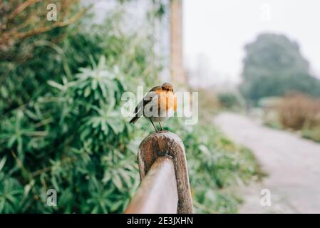 single robing perched on a bench in the English frosty countryside Stock Photo