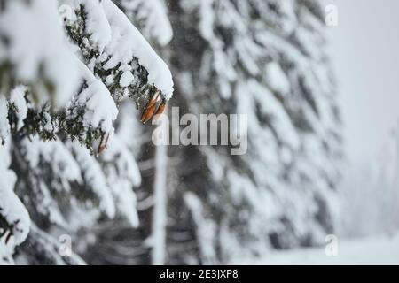 Winter scene in forest during snowing. Selective focus on pine cones on branch of snowy tree. Stock Photo