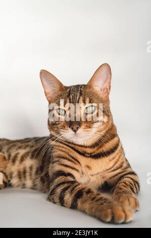 Ginger bengal cat with green eyes close up on a white background Stock Photo